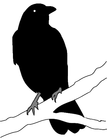 A crow, drawn from a photo